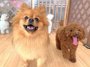 スタッフさんにご挨拶をする犬ちゃん。