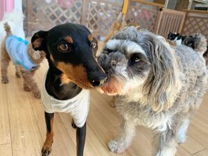 何をして遊ぼうか相談中の犬ちゃん達。