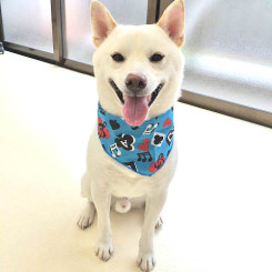 素敵なバンダナだね