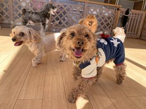 ペットホテルでのんびりくつろぐ犬ちゃん。