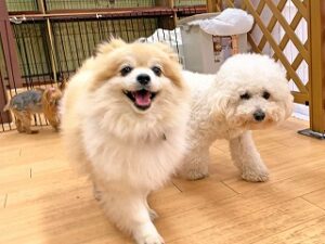 ペットホテルを探検中の犬ちゃん。