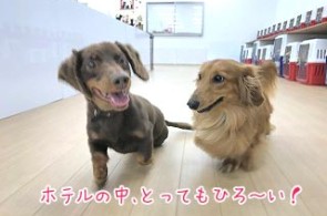 一緒に走る犬ちゃん