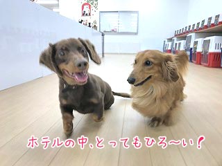 一緒に走る犬ちゃん