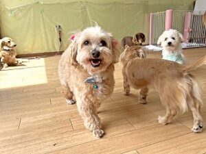 ペットホテルを探検中の犬ちゃん。