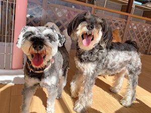 日光浴をする犬ちゃん。