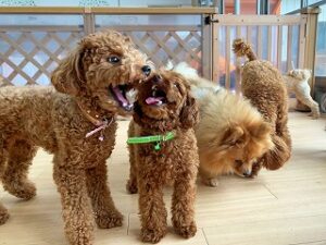 お友達とお話し中の犬ちゃん。