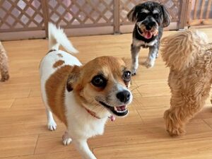 ペットホテルをのんびりお散歩する犬ちゃん。