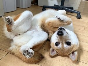 転がって遊んでいる犬ちゃん。