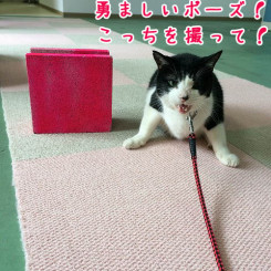 勇ましいポーズ！