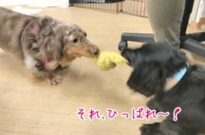 犬の綱引き