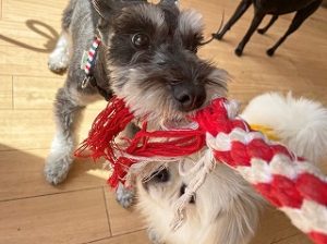 ロープで引っ張り合いをする犬ちゃん。