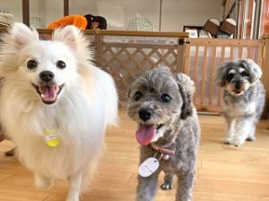 ペットホテルでお散歩をする犬ちゃん。