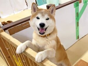 ペットホテルが居心地良さそうな犬ちゃん。