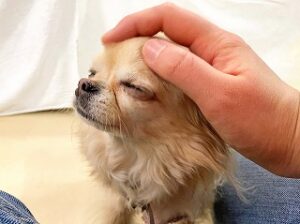 スタッフさんのなでなでにうっとりする犬ちゃん。