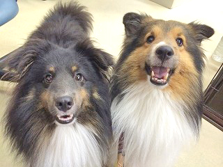 にっこり犬ちゃん