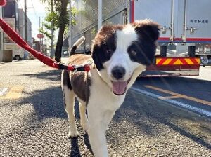 お外でお散歩中の犬ちゃん。