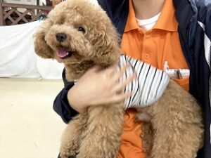 だっこしてもらって嬉しそうな犬ちゃん。