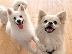 ペットホテルのスタッフさんと一緒に遊びたい犬ちゃん。