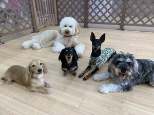 ペットホテルのプレイエリアでくつろぐ犬達