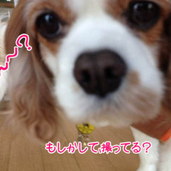 ペットホテル　カメラで写真