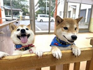 柵の向こう側が気になる犬ちゃん。
