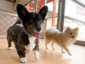 元気に走り回る犬ちゃん。