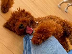 ペットホテルのスタッフさんに甘える犬ちゃん