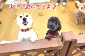 楽しく遊ぶ犬