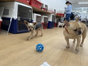 犬ちゃんボール遊びに飽きちゃった？