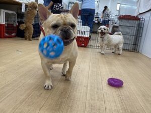 犬ちゃんボールを追いかける