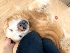 ペットホテルのスタッフさんに撫でられて気持ちよさそうな犬ちゃん。