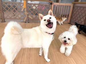 仲良く一緒に遊んでいる犬ちゃん。