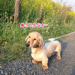 ペットホテル　お散歩で癒し