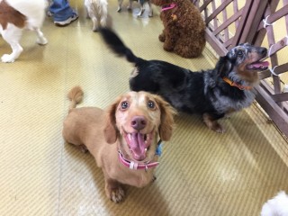 にっこり犬ちゃん