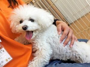 ペットホテルのスタッフさんに抱っこされて嬉しそうな犬ちゃん。