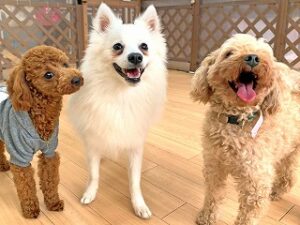 お友達と一緒にくつろいでいる犬ちゃん達。