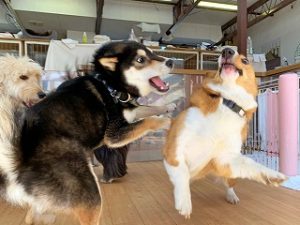 びっくりする犬ちゃん。