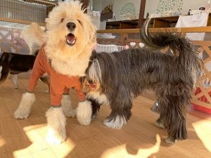 お友達の服に興味がある犬ちゃん。