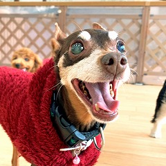 スタッフさんと一緒に遊びたい犬ちゃん。