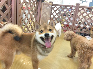 とっても楽しいよ