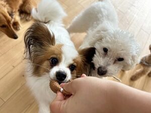 おやつを食べる犬ちゃん。