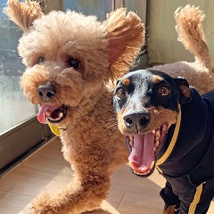 ペットホテルで競争をする犬ちゃん。