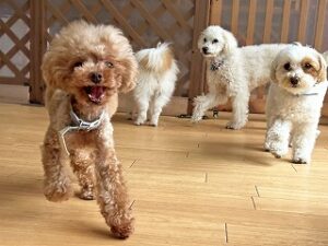 ペットホテルで元気に走り回る犬ちゃん。