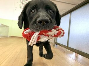 スタッフさんと一緒に遊びたい犬ちゃん。