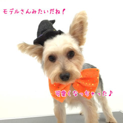 モデルみたいでしょ