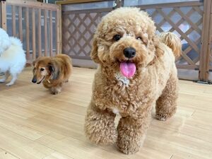 ペットホテルでお散歩中の犬ちゃん。