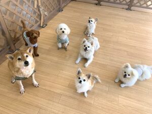 ペットホテルでくつろぐ犬ちゃん達。