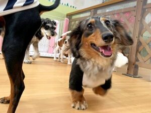 ペットホテルで元気に走り回る犬ちゃん。