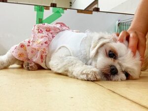 眠くなってきた犬ちゃん。