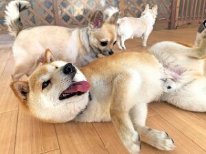 ペットホテルでのんびりくつろぐ犬ちゃん。